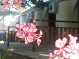 large-1476605380-IMG_0466